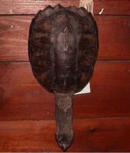 Wamponoag turtle shell rattle for Native American music